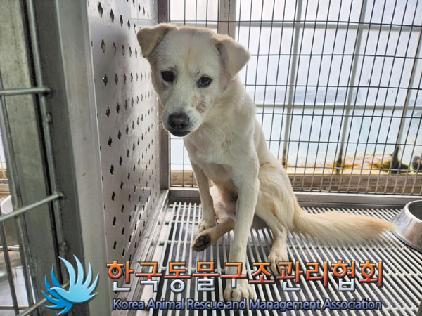 한국동물구조관리협회_441560202301360